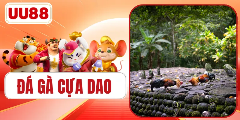 Đá Gà Cựa Dao