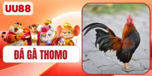 Đá Gà Thomo